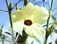 The flower of a kenaf plant.